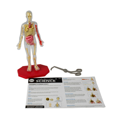 RMS International Human Model Squishy Anatomy Kit – STEM Educational Anatomy Toy, Ages 8+