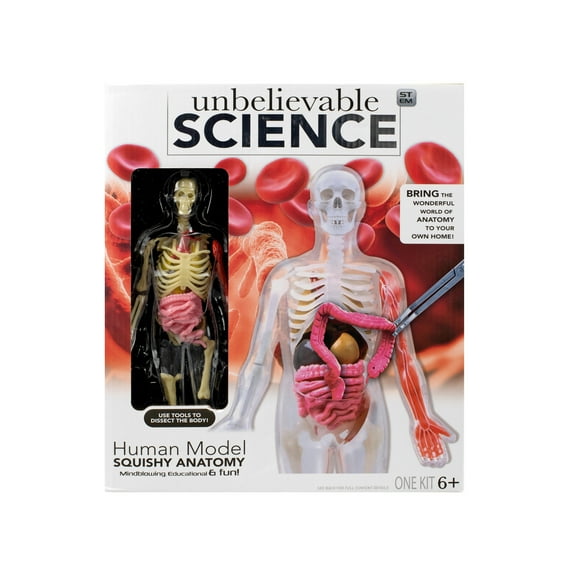 RMS International Human Model Squishy Anatomy Kit – STEM Educational Anatomy Toy, Ages 8+