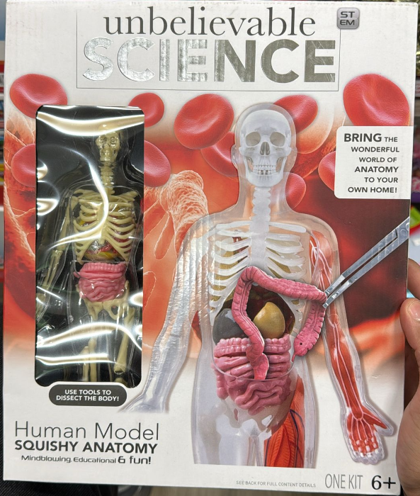 RMS International Human Model Squishy Anatomy Kit – STEM Educational Anatomy Toy, Ages 8+